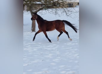 Holsteiner, Jument, 5 Ans, 169 cm, Bai