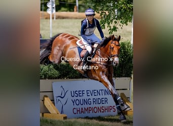 Holsteiner, Jument, 5 Ans, 169 cm, Bai