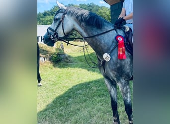 Holsteiner, Jument, 5 Ans, 169 cm, Gris
