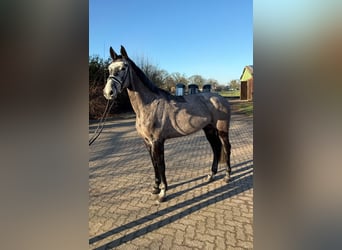 Holsteiner, Jument, 5 Ans, 169 cm, Gris pommelé