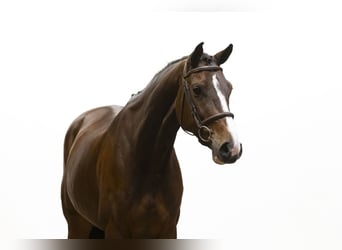 Holsteiner, Jument, 5 Ans, 170 cm, Bai brun