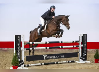 Holsteiner, Jument, 5 Ans, 170 cm, Bai brun