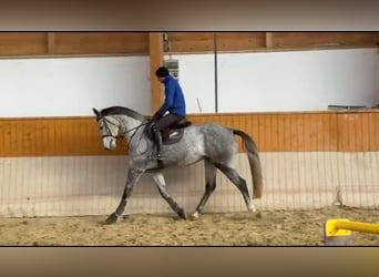 Holsteiner, Jument, 5 Ans, 170 cm, Gris pommelé