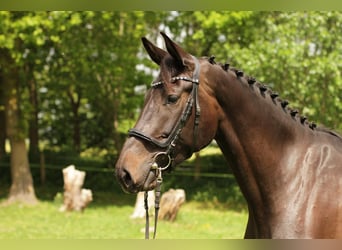 Holsteiner, Jument, 5 Ans, 171 cm, Bai brun