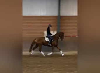 Holsteiner, Jument, 5 Ans, 172 cm, Alezan