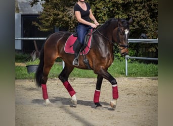 Holsteiner, Jument, 5 Ans, 172 cm, Bai brun