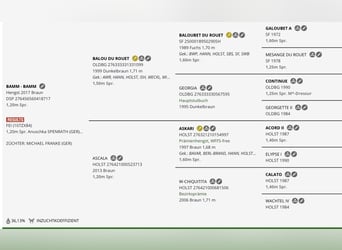 Holsteiner, Jument, 5 Ans, 172 cm, Bai brun foncé