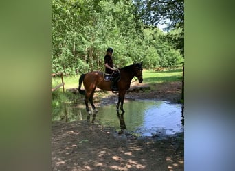 Holsteiner, Jument, 5 Ans, 172 cm, Bai