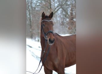 Holsteiner, Jument, 5 Ans, 172 cm, Bai