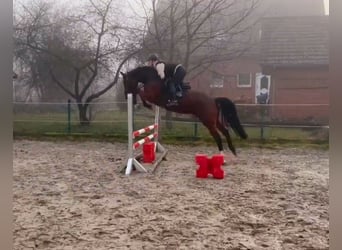 Holsteiner, Jument, 5 Ans, 173 cm, Bai