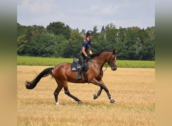 Holsteiner, Jument, 5 Ans, 173 cm, Bai