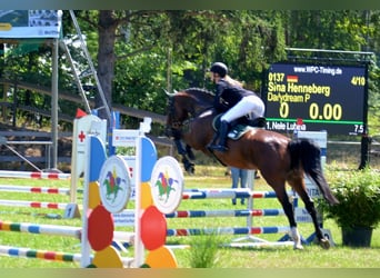 Holsteiner, Jument, 5 Ans, 173 cm, Bai