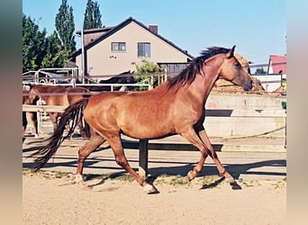 Holsteiner, Jument, 5 Ans, 173 cm