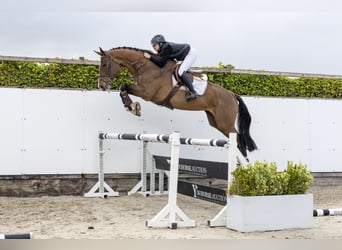 Holsteiner, Jument, 5 Ans, 174 cm, Bai
