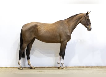 Holsteiner, Jument, 5 Ans, 174 cm, Bai