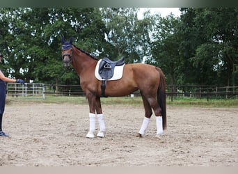 Holsteiner, Jument, 5 Ans, 175 cm, Alezan