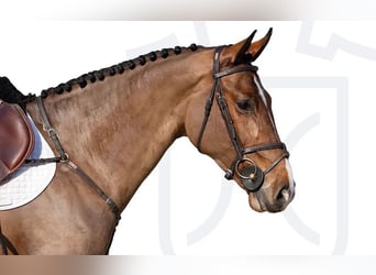 Holsteiner, Jument, 5 Ans, Bai