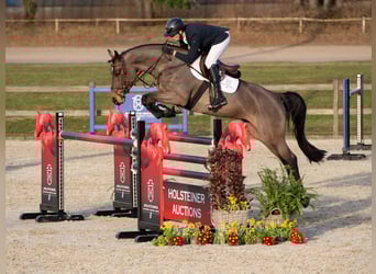 Holsteiner, Jument, 5 Ans, Bai