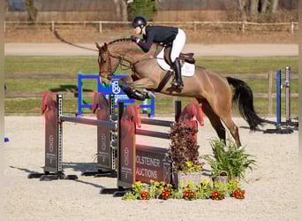 Holsteiner, Jument, 5 Ans, Bai