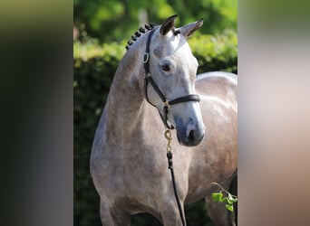 Holsteiner, Jument, 5 Ans, Gris