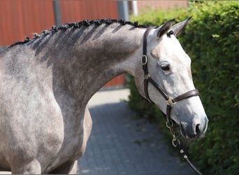 Holsteiner, Jument, 5 Ans, Gris