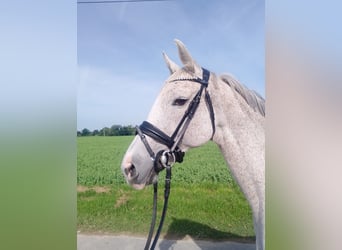 Holsteiner, Jument, 6 Ans, 154 cm, Gris