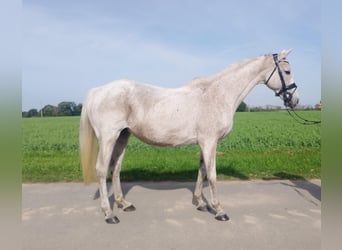 Holsteiner, Jument, 6 Ans, 154 cm, Gris