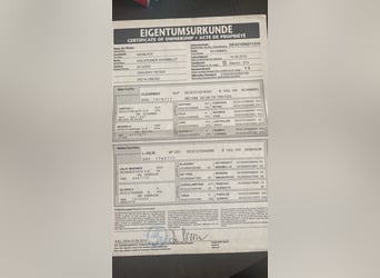 Holsteiner, Jument, 6 Ans, 154 cm, Gris