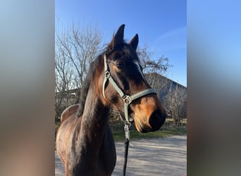 Holsteiner, Jument, 6 Ans, 160 cm, Bai