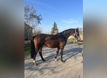 Holsteiner, Jument, 6 Ans, 160 cm, Bai