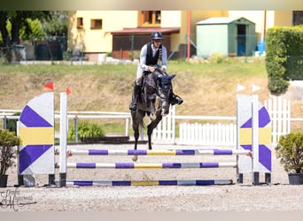 Holsteiner, Jument, 6 Ans, 160 cm, Gris