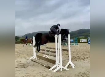 Holsteiner, Jument, 6 Ans, 162 cm, Bai