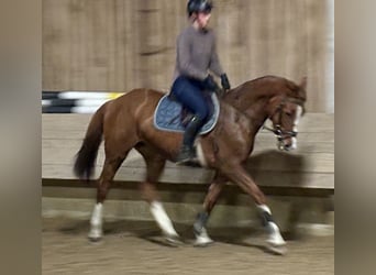 Holsteiner, Jument, 6 Ans, 163 cm, Alezan
