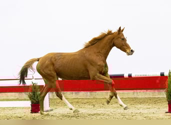 Holsteiner, Jument, 6 Ans, 163 cm, Alezan