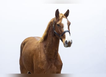 Holsteiner, Jument, 6 Ans, 163 cm, Alezan