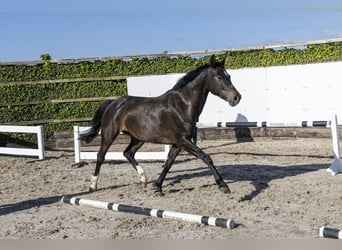 Holsteiner, Jument, 6 Ans, 163 cm, Bai brun