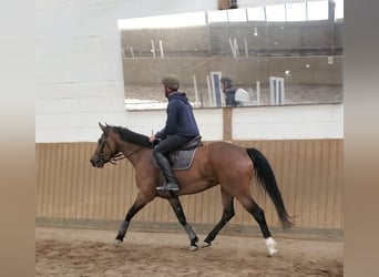 Holsteiner, Jument, 6 Ans, 163 cm, Bai