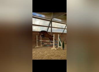 Holsteiner, Jument, 6 Ans, 163 cm, Bai