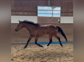 Holsteiner, Jument, 6 Ans, 163 cm, Bai