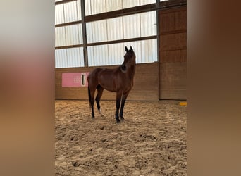 Holsteiner, Jument, 6 Ans, 163 cm, Bai