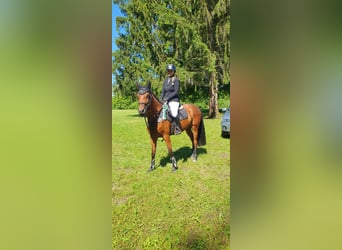 Holsteiner, Jument, 6 Ans, 163 cm, Bai