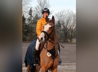 Holsteiner, Jument, 6 Ans, 163 cm