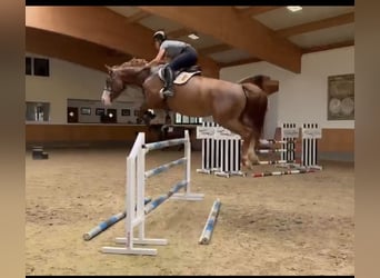 Holsteiner, Jument, 6 Ans, 164 cm, Alezan