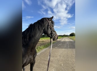 Holsteiner Croisé, Jument, 6 Ans, 164 cm, Bai