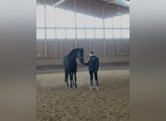 Holsteiner Croisé, Jument, 6 Ans, 164 cm, Bai