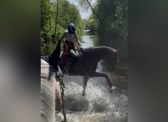 Holsteiner Croisé, Jument, 6 Ans, 164 cm, Bai