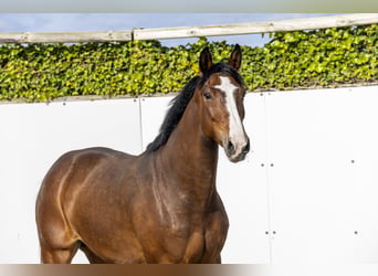 Holsteiner, Jument, 6 Ans, 165 cm, Bai