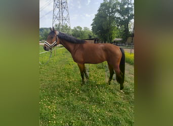 Holsteiner, Jument, 6 Ans, 165 cm, Bai