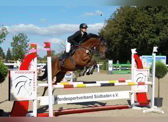 Holsteiner, Jument, 6 Ans, 165 cm, Bai