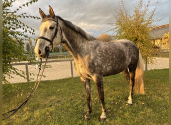 Holsteiner, Jument, 6 Ans, 165 cm, Gris moucheté